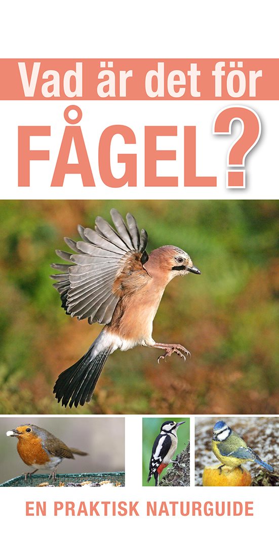 Vad är det för fågel?