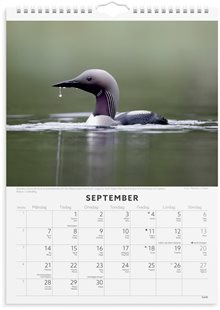 Väggkalender 2026 Fåglar