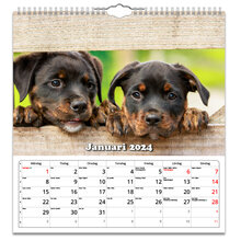 Väggkalender Hundar Large 2024 315x330mm