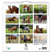 Väggkalender Hästar Large 2024 315x330mm